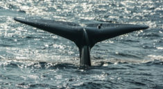 A beautiful triangular-shaped tail