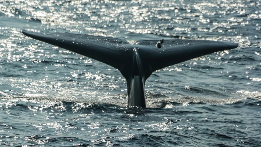 A beautiful triangular-shaped tail