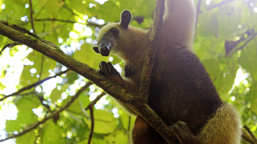 Costa Rica's coolest creatures - anteater