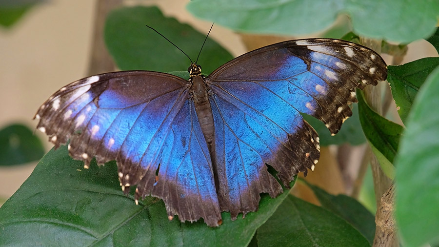Costa Rica's coolest creatures - giant blue morpho butterfly