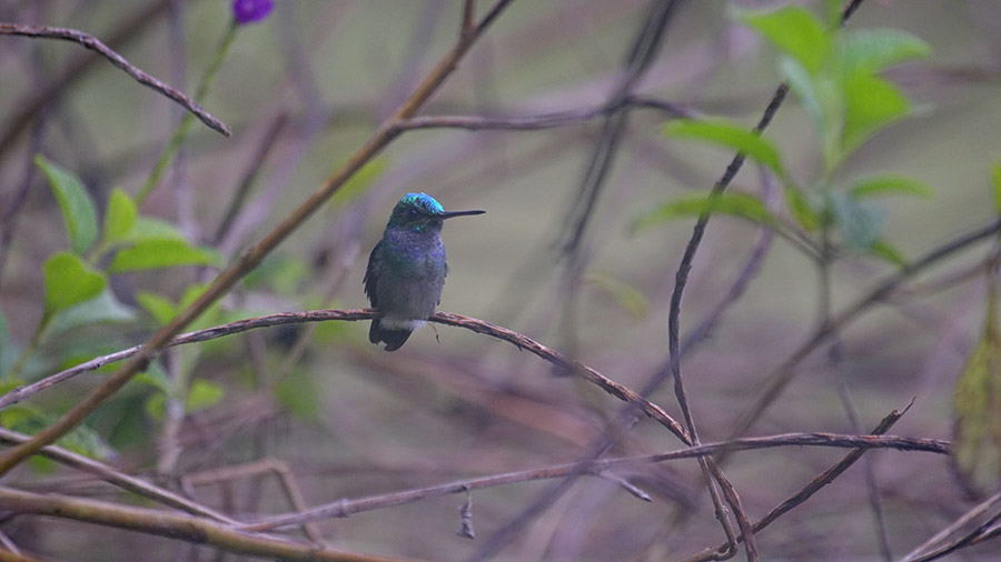 Costa Rica's coolest creatures - hummingbird