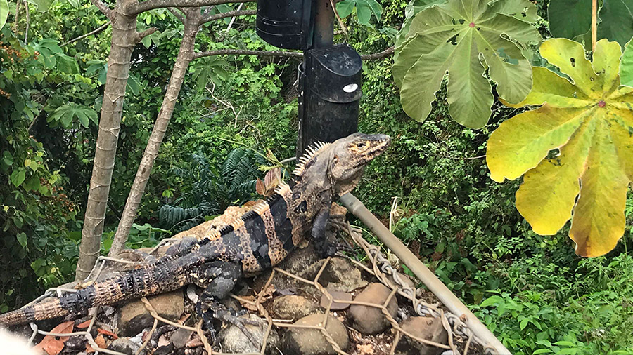 Costa Rica's coolest creatures - iguana