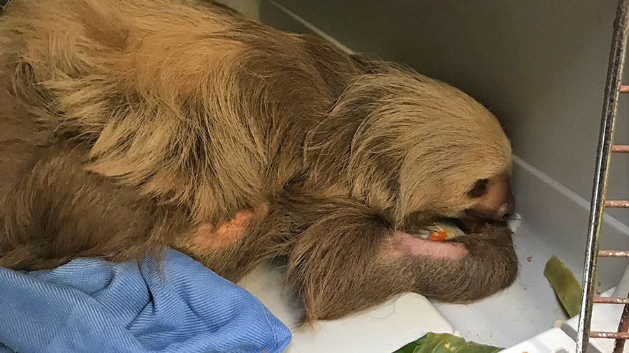 Costa Rica's coolest creatures - injured sloth in wildlife sanctuary