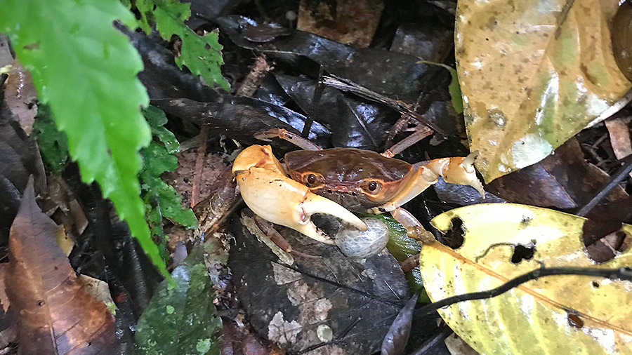 Costa Rica's coolest creatures - land crab