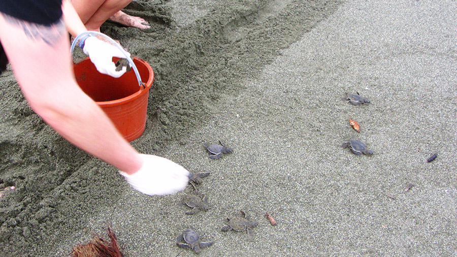 Costa Rica's coolest creatures - releasing baby green sea turtles