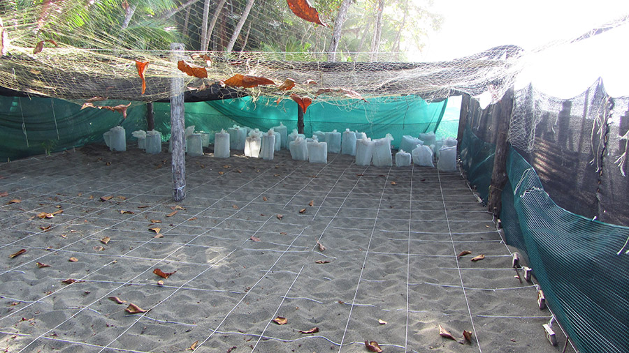 Costa Rica's coolest creatures - sea turtle nest in the hatchery