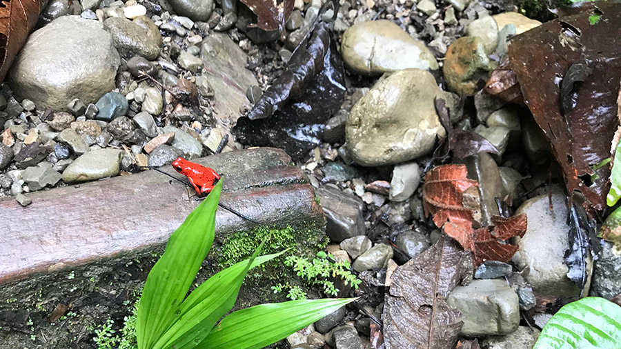 Costa Rica's coolest creatures - strawberry poison dart frog