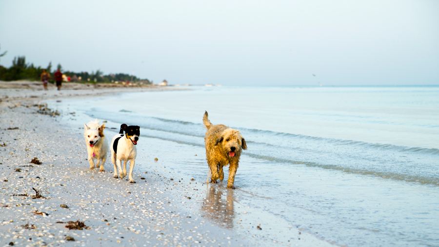 Holbox Island