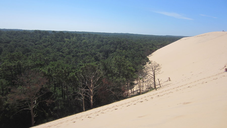 On one side of the dune is a vast forest