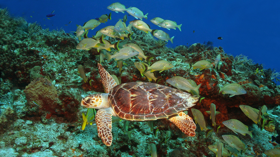 Palancar Reef in Cozumel