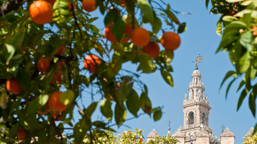 Seville Cathedral