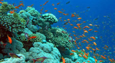The coral reef gardens that rim Dahab coastline are considered some of the most beautiful and diverse on earth