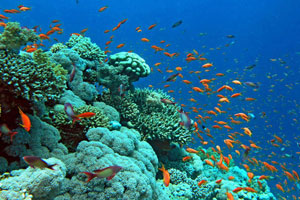 The coral reef gardens that rim Dahab coastline are considered some of the most beautiful and diverse on earth