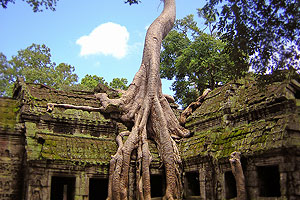 The most popular temple and location for Tomb Raider movie - Ta Prohm, Angkor Wat, Cambodia